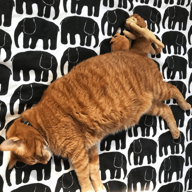 象さんいっぱいとお昼寝中、なんかトラ柄が強そ～に見えるよボク。しっぽのトコロにライオンさんもいます。