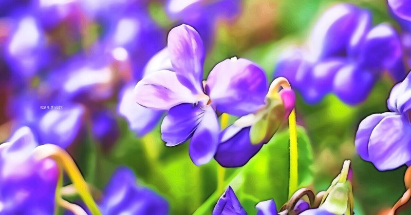 1月29日 誕生花は匂菫 誕生花短歌 御子柴 流歌 Note