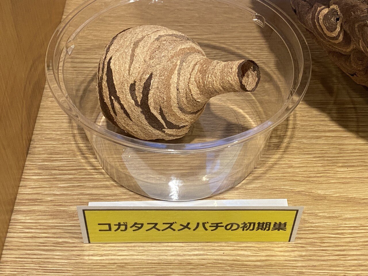 色んな蜂の巣を観察する｜Noriaki Kawanishi / 黒崎BASE半農STYLE｜note