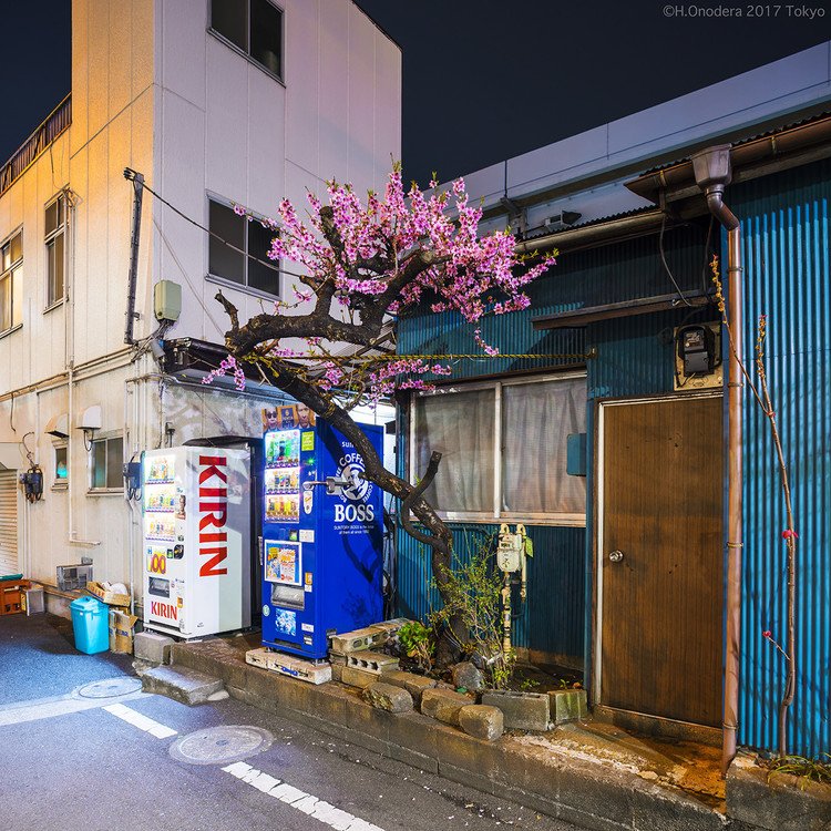 種類：ノキサキフジユウソダチ　港区（日本野良桜学会）