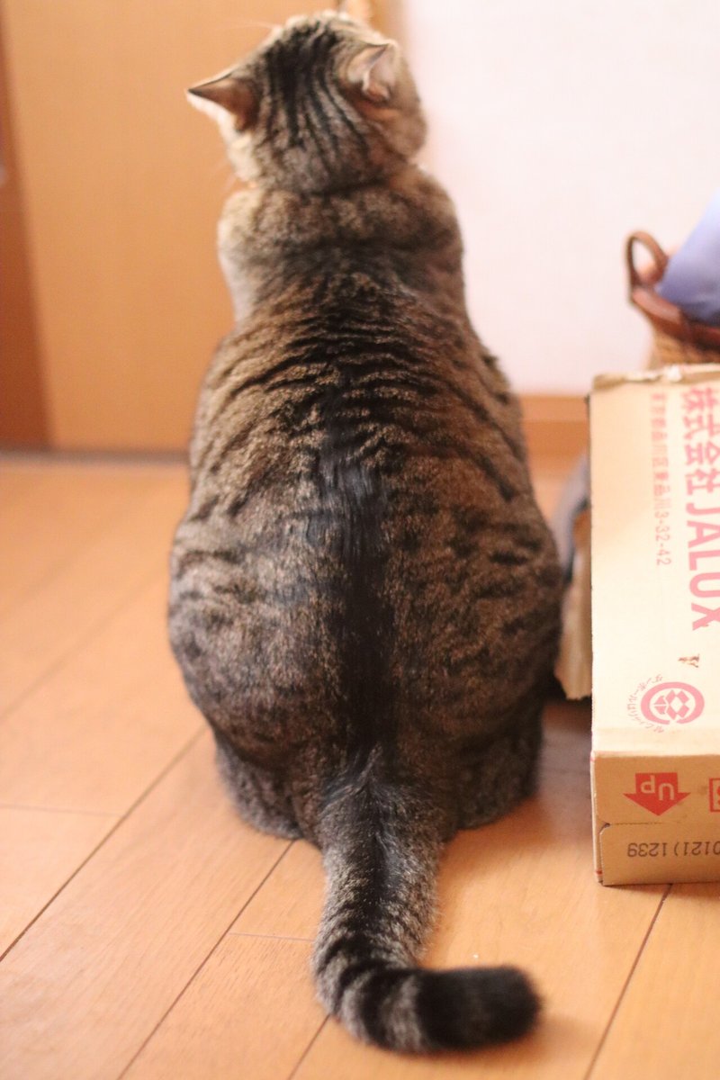 エレベーターのティア ニャンタジア 猫の王国の執事 紅 Ti Amo キジトラ Note 小説 エッセイ 猫の幸せ Note