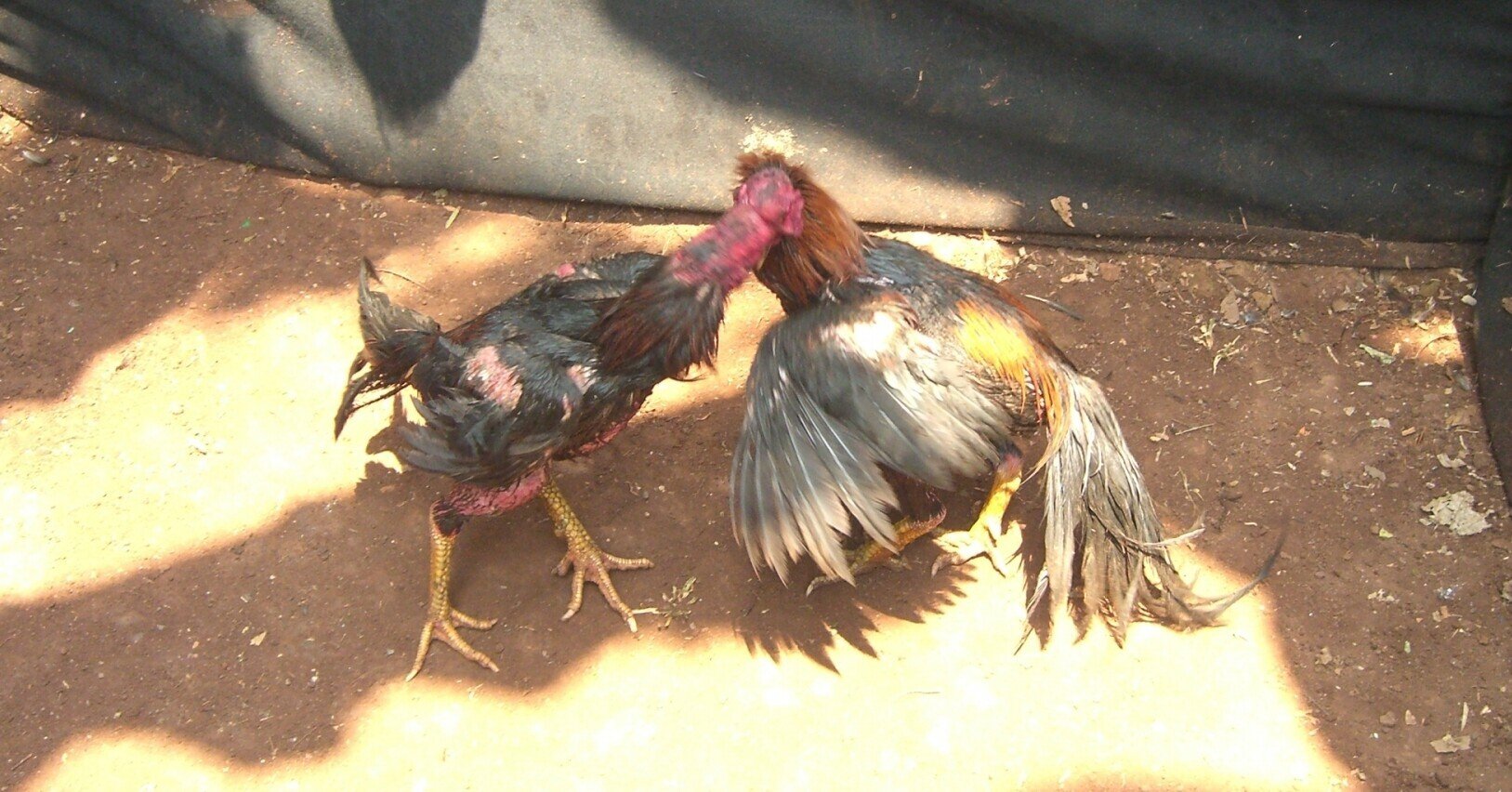 けんか鶏の日はきりたんぽの日 ゆきんこ Note