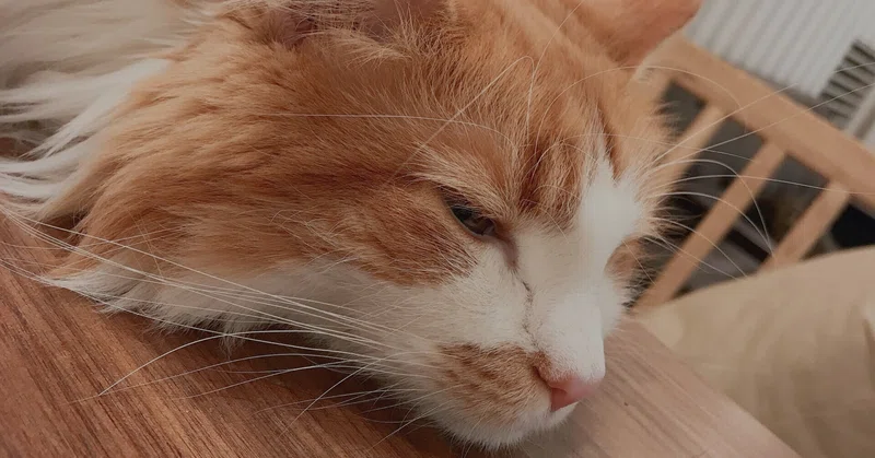猫のような人になりたい 成瀬 Note