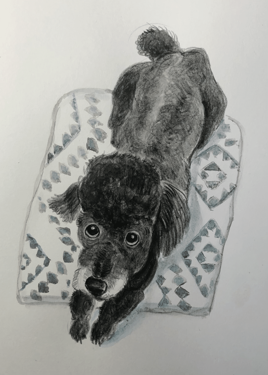 我が家の愛犬 Shin Note