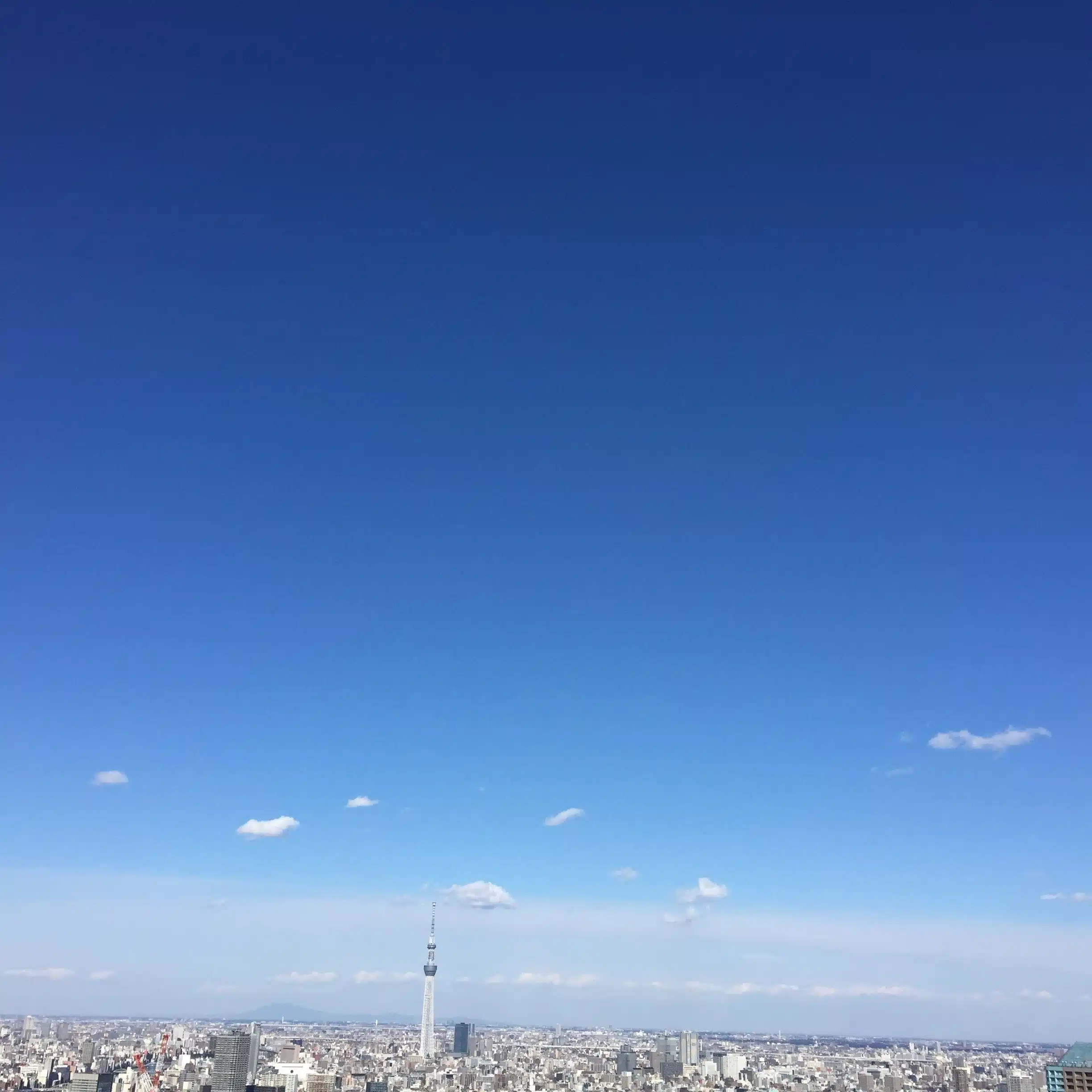 たみー