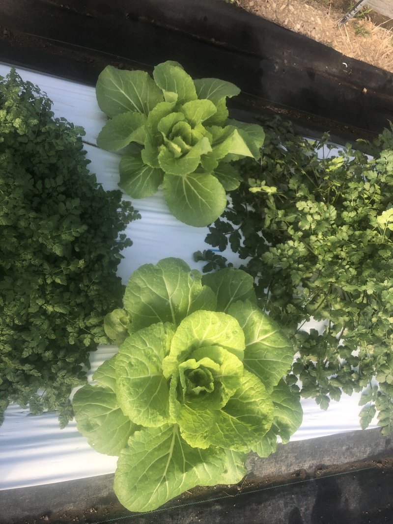 エディブルフラワー摘み放題イベント お は な つ Me 内容について 真野文宏 ミーme Babygreens Edibleflowers Note