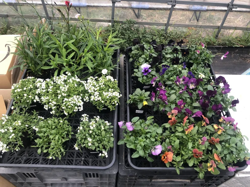 エディブルフラワー摘み放題イベント お は な つ Me 内容について 真野文宏 ミーme Babygreens Edibleflowers Note