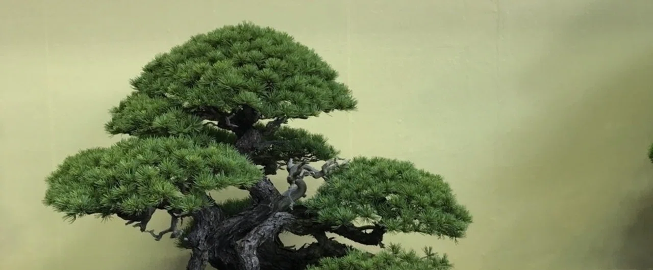 盆栽 自然石 盆景 雄大 豪快 見応えあり 眺めよし 通天カエデ
