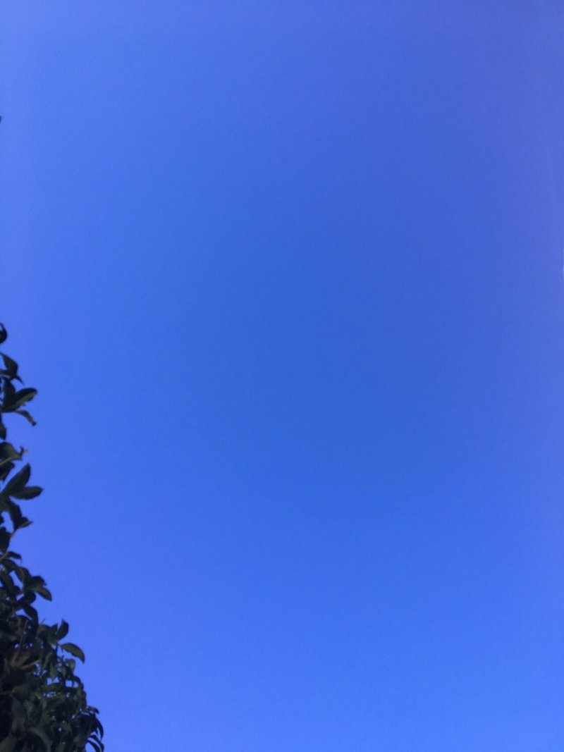 青空と植物と愛犬 手と手を合わせて幸せ くるみ Note