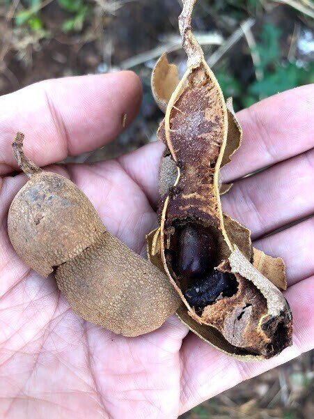 タマリンドのタネを食べろってか？｜kohji 南ラオス自然農園
