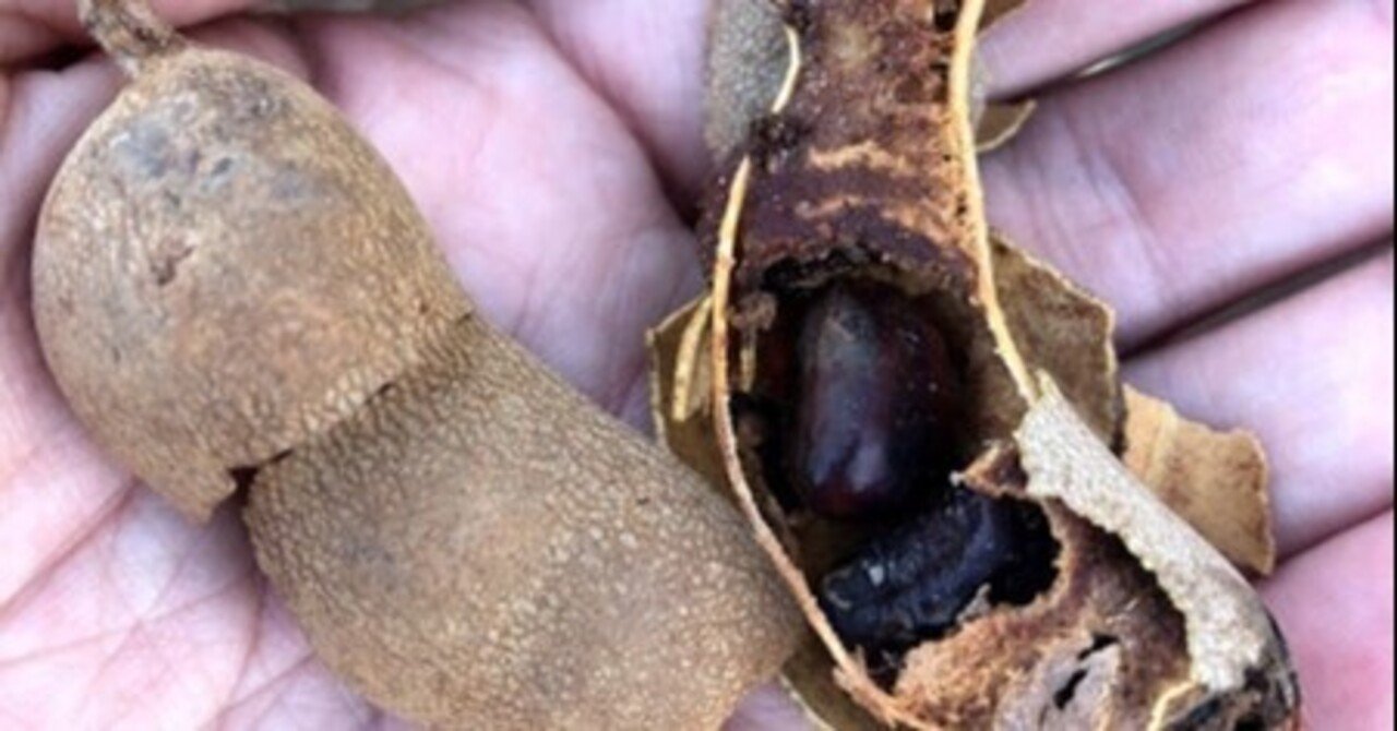 タマリンドのタネを食べろってか？｜kohji 南ラオス自然農園