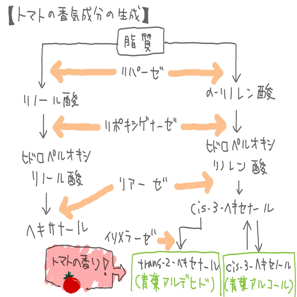 トマト アルコール 分解
