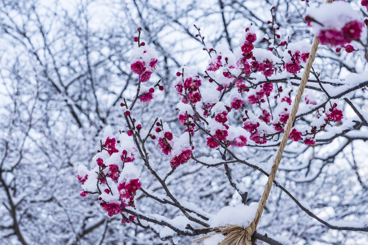 梅花 特別御朱印のお知らせ 道真公のご命日をしのぶ 小野照崎神社 Note 梅花 特別御朱印のお知らせ 道真公のご命日をしのぶ 小野照崎神社 Note
