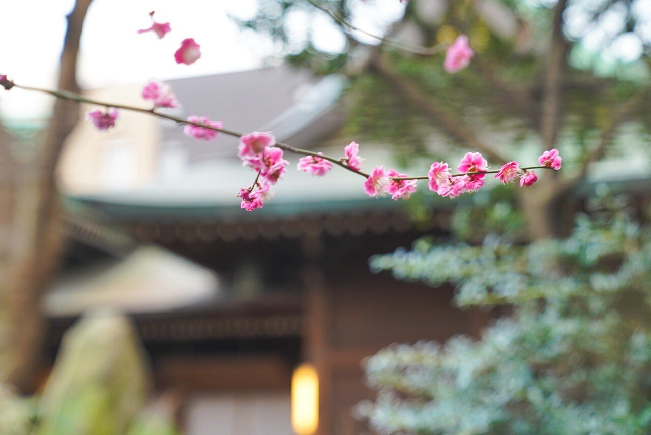 梅花 特別御朱印のお知らせ 道真公のご命日をしのぶ 小野照崎神社 Note 梅花 特別御朱印のお知らせ 道真公のご命日をしのぶ 小野照崎神社 Note