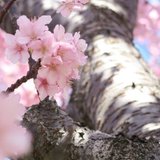 桜知香