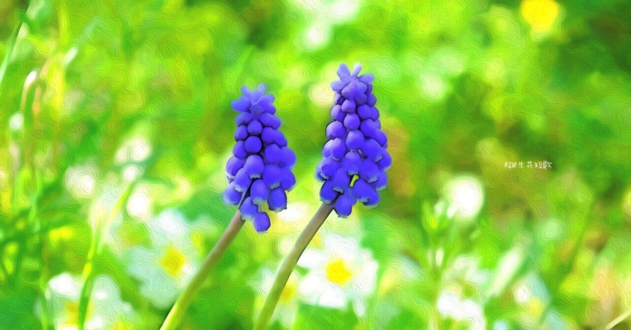 1月30日 誕生花は葡萄風信子 誕生花短歌 御子柴 流歌 Note 1月30日 誕生花は葡萄風信子 誕生花短歌 御子柴 流歌 Note