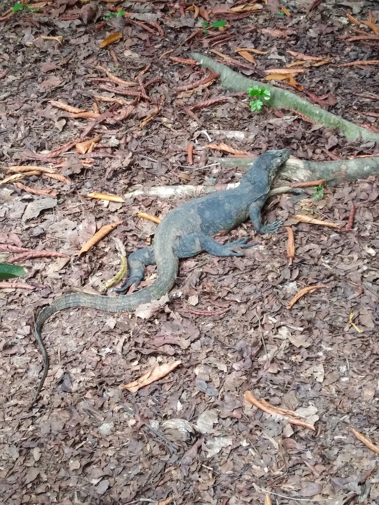 ミズオオトカゲ 左京のきしぉう 歴史 アジア 日常 Note