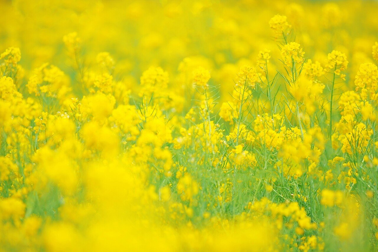 私は 幸せ って言葉がどうも好きになれない 幸せにこだわると呪いがかかったように苦しみが始まるから 私の辞書から 幸せ という言葉は抹消して自由 に生きたい そしてできれば 笑顔で自由に生きたい 門司港大好きka Nan Note