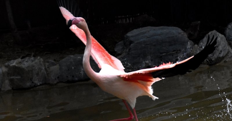 ワタリアホウドリ の新着タグ記事一覧 Note つくる つながる とどける ワタリアホウドリ の新着タグ記事一覧 Note つくる つながる とどける