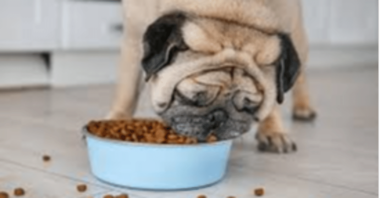 食べすぎてしまう犬に最適な食事の与え方とは 孤高の天才牧田亮介 Note 食べすぎてしまう犬に最適な食事の与え方とは 孤高の天才牧田亮介 Note