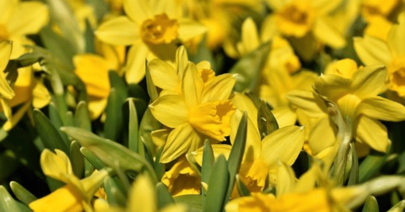 映画 ビッグフィッシュ 男には戦うべき時がある ふーてん365 Note