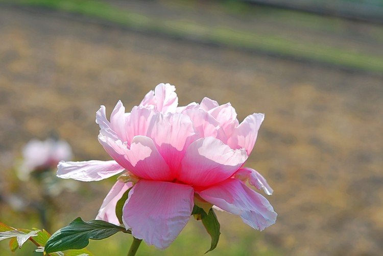 農家さんがご自宅の庭や農地に花を咲かせて、一般公開なさっています。毎年おじゃましている花畑へ今年も行ってきました。