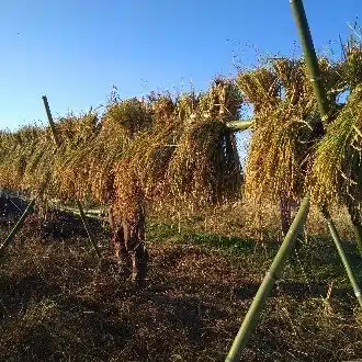 自律整体めぐりや