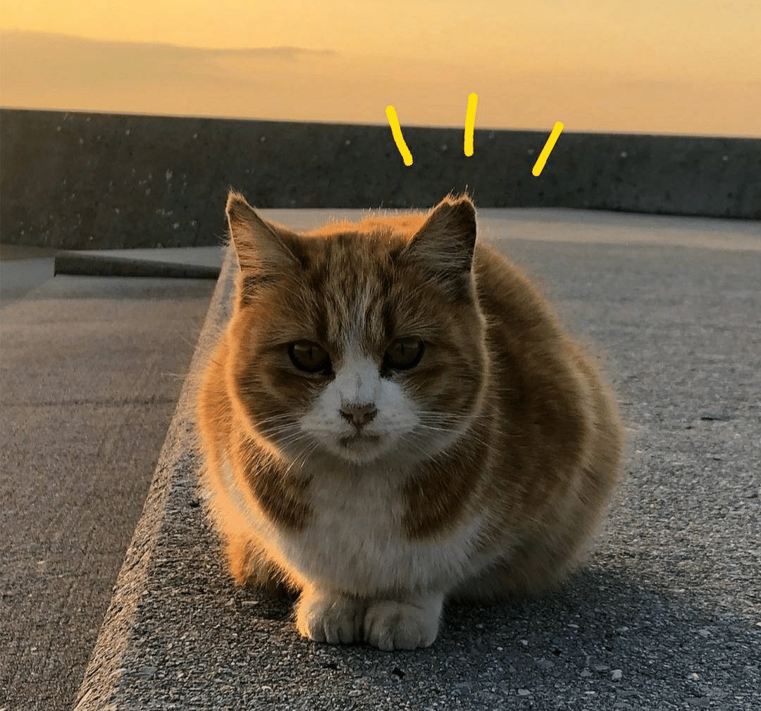 猫 旅 In島時間 最高の掛け算を実現する またたびプロジェクト ってなあに 旅人学生コミュニティreal Snufkin Note 猫 旅 In島時間 最高の掛け算を実現する またたびプロジェクト ってなあに 旅人学生コミュニティreal Snufkin Note