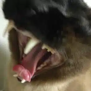 ネコゲルゲ