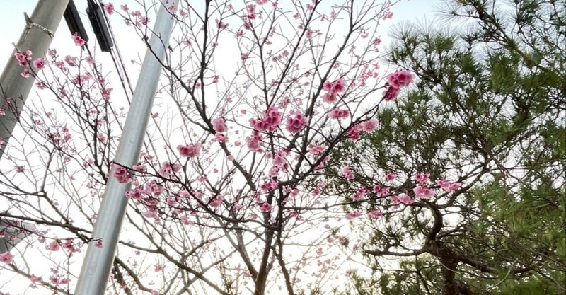 沖縄は今、桜が満開です。