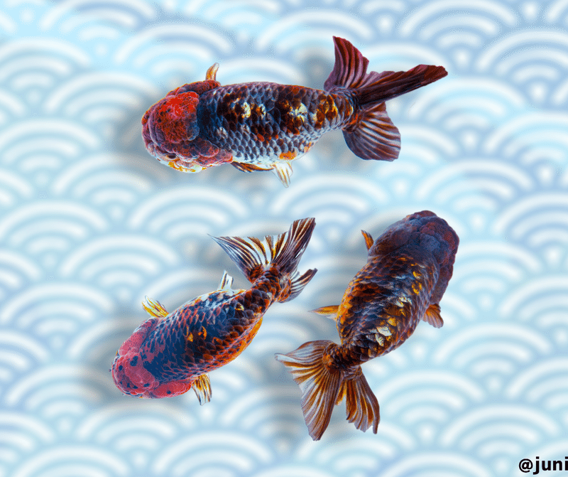 金魚を飼う前に考えよう いわさん 金魚写真家 Note