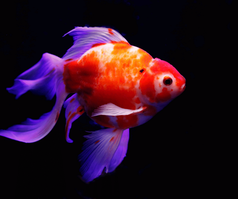 金魚を飼う前に考えよう いわさん 金魚写真家 Note 金魚を飼う前に考えよう いわさん 金魚写真家 Note