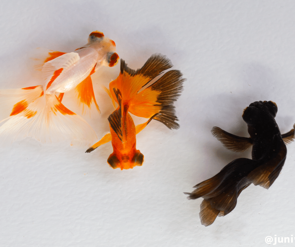 金魚を飼う前に考えよう いわさん 金魚写真家 Note 金魚を飼う前に考えよう いわさん 金魚写真家 Note