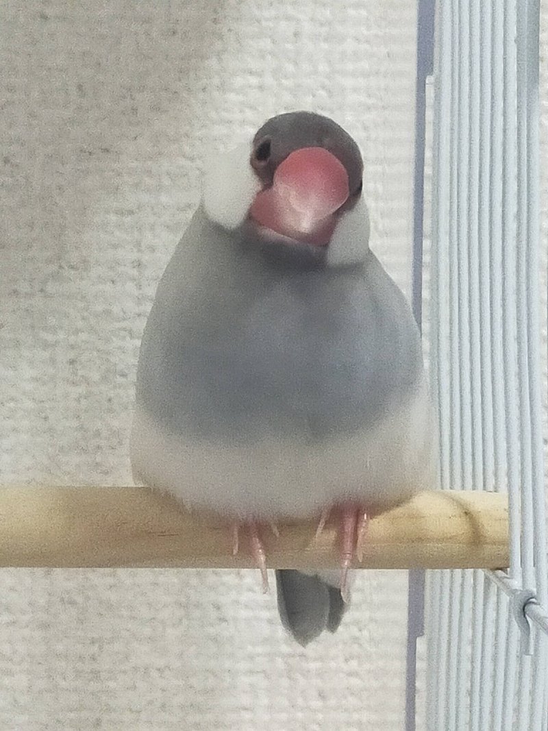 文鳥と暮らして一年のオタク 鳥を語る 琳 Morco Note