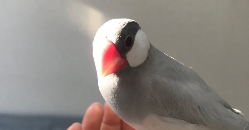 文鳥と暮らして一年のオタク 鳥を語る 琳 Morco Note 文鳥と暮らして一年のオタク 鳥を語る 琳 Morco Note