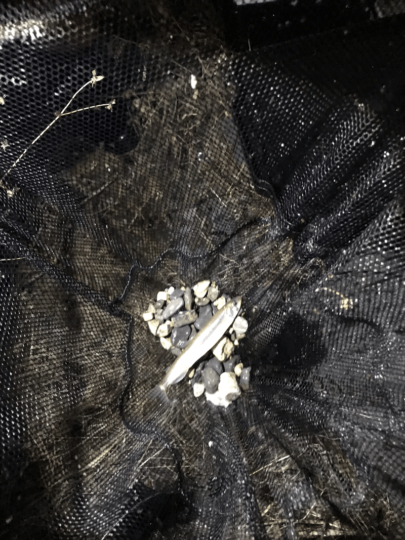 琵琶湖 ワカサギ掬い Tanaken Note