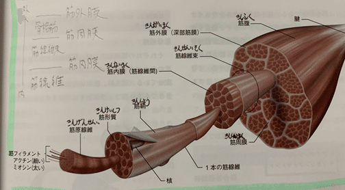 NSCA-CPT講座【第1章】筋系、神経系、骨格筋系①｜NANA-MARU