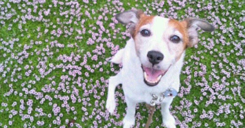 犬の感情表現 の新着タグ記事一覧 Note つくる つながる とどける