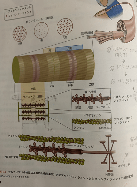 筋の科学事典 : 構造・機能・運動　医療系　トレーナー Amazon.co.jp: 筋の科学事典 新装版: 構造・機能・運動 : 福永