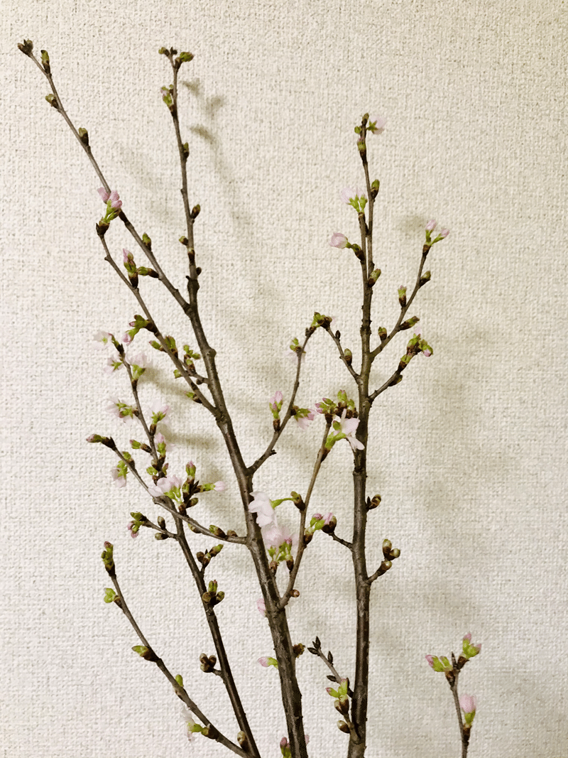 啓翁桜 松本健太 松千 Note 啓翁桜 松本健太 松千 Note