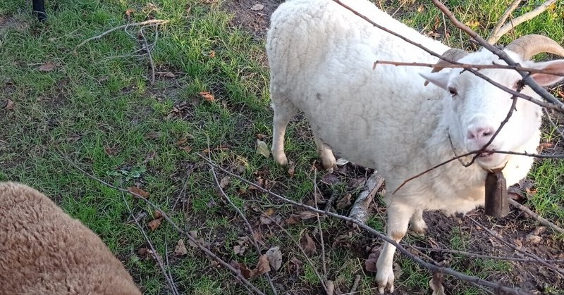 なぜ 羊を飼うのか 旦那に聞いてみた フランスの田舎に住むわたしたちの1つの選択 あさだ けいこ Note