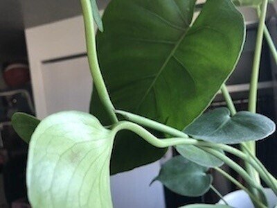 観葉植物初心者がやってしまった3つのトラブル モンステラ育成日記 福山たい Note 観葉植物初心者がやってしまった3つのトラブル モンステラ育成日記 福山たい Note