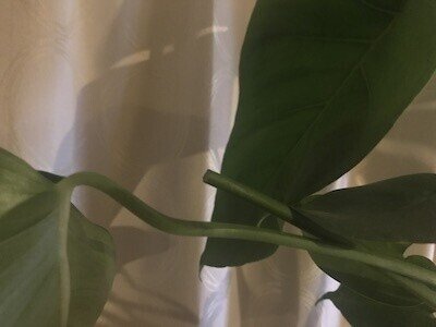 観葉植物初心者がやってしまった3つのトラブル モンステラ育成日記 福山たい Note