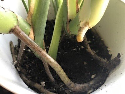 観葉植物初心者がやってしまった3つのトラブル モンステラ育成日記 たい Note