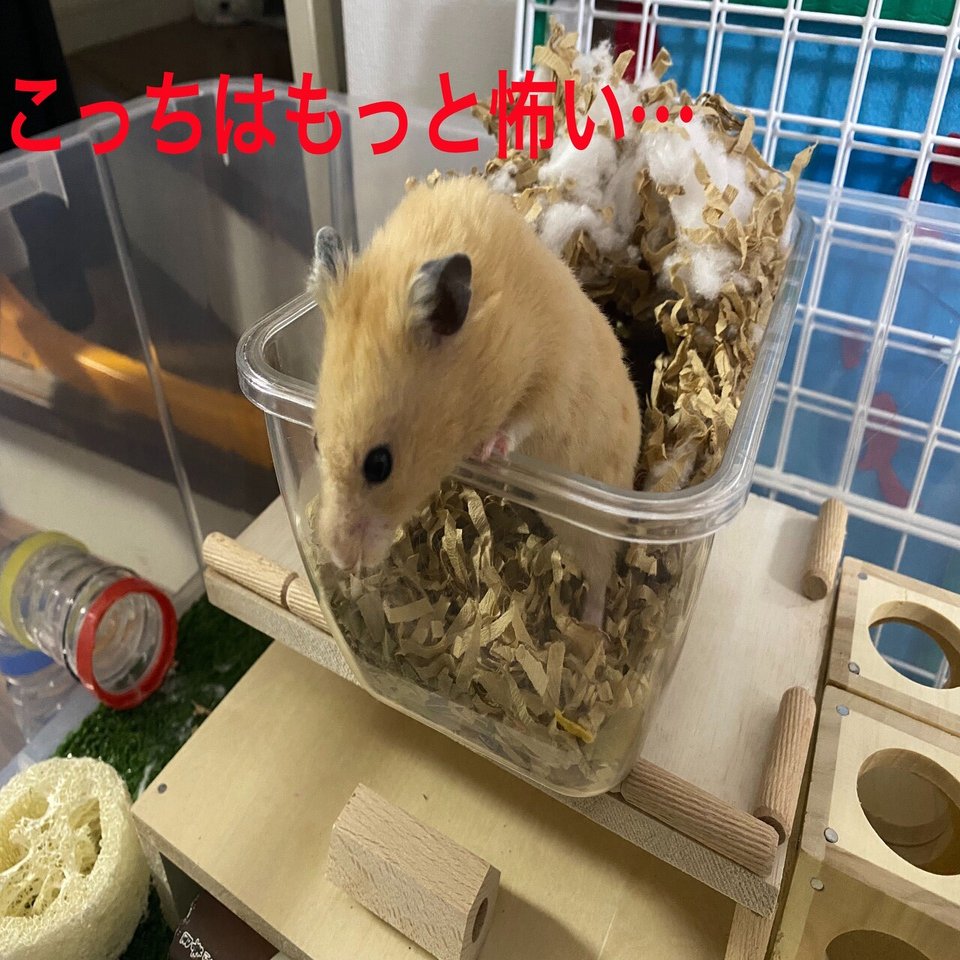 ハムスター飼育日記2日目と195日目 21 1 31 サトウショウヘイ Note
