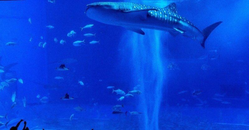 ジンベイザメ きくちしんいち Note