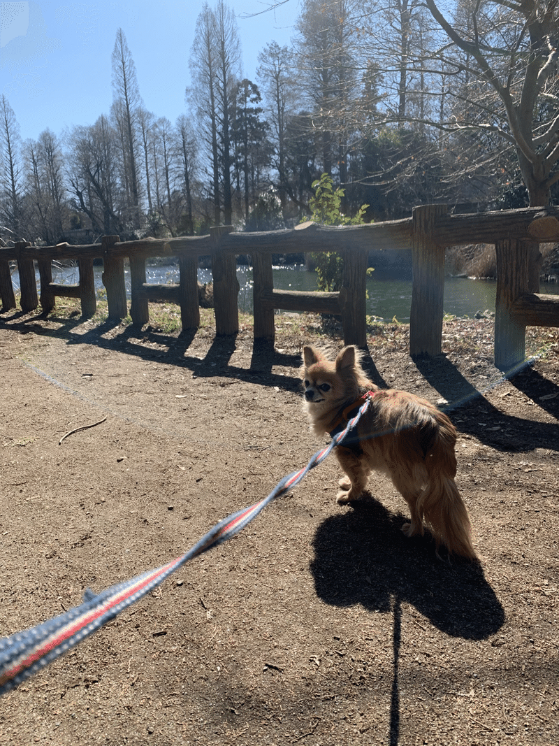 見ただけで人を笑顔にできるパワーを 犬は持っています 西條研吾 Note