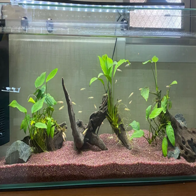 90cm水槽立ち上げ記録｜タナカイツキ