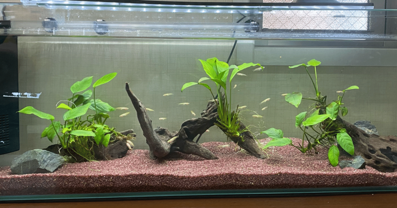90cm水槽立ち上げ記録｜タナカイツキ