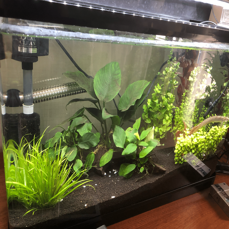 90cm水槽立ち上げ記録｜タナカイツキ